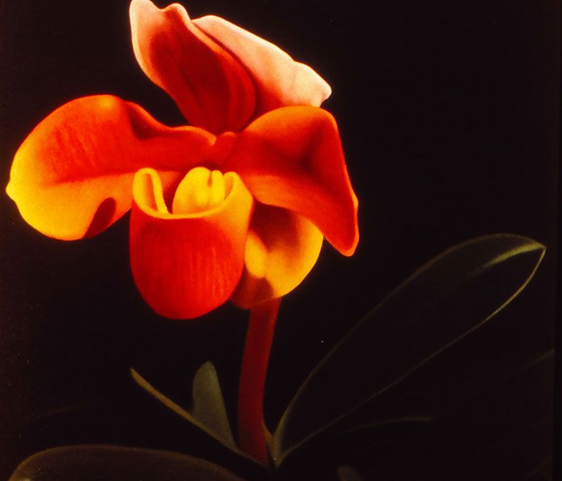 "Exotic Bloom Series #4," 1999, oil on canvas. 24 x 24 inches. Collection of the District of Columbia, John A. Wilson Building, Washington, DC.