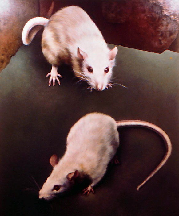 "Two White Rats," 1975, oil on canvas. 56 x 47 inches. Private collection.